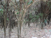 El “siempreverde” (Ligustrum lucidum), ¿Altera la composición de las comunidades de hongos micorrícicos arbusculares en el Chaco Serrano?