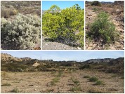 Estrategias de tres especies arbustivas del Monte frente al estrés hídrico y su relevancia para la restauración
