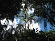 Factores ambientales que modulan la fenología foliar de árboles del Bosque Atlántico