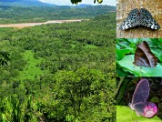 Diversidad de mariposas diurnas (Lepidoptera: Nymphalidae) en bosques y cultivos de cacao en un área de bosque amazónico basimontano en Bolivia