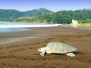 Estimación del área y el número máximo de turistas para observar la anidación de tortugas marinas protegidas