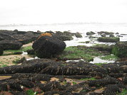 Salud ambiental de playas rocosas en distintos partidos de la Provincia de Buenos Aires