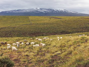 Bases para una ley de pastizales de regiones áridas y semiáridas de la Argentina