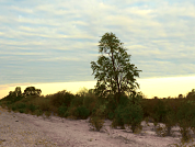 Estructura de bosques con palo santo (Gonopterodendron sarmientoi): Evaluación regional para su manejo y conservación en la Argentina