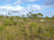Caracterización de ecotonos entre biomas de bosque y biomas abiertos en un área protegida en Uruguay
