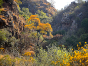 Efecto hipotético del cambio climático sobre la distribución de dos especies leñosas dominantes del Chaco Serrano