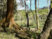 Estructura forestal y regeneración natural de poblaciones del pino de monte (Podocarpus parlatorei Pilg.) en el Departamento de Santa Cruz, Bolivia