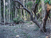 Plantación de Celtis ehrenbergiana como técnica de recuperación de bosques invadidos por Ligustrum lucidum en los talares del NE de Buenos Aires