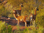 Dieta estacional de guanacos (Lama guanicoe) y burros ferales (Equus asinus) en un ambiente semiárido de San Luis, Argentina