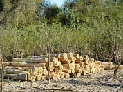 Estructura y dinámica de bosques de palo santo en el Chaco Seco