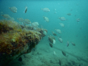 Evaluación de la estructura del ensamble de peces de un arrecife costero norpatagónico sometido a diversos impactos antrópicos