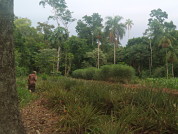 ¿Es posible el uso sostenible del bosque en Misiones? Necesidades de manejo a diferentes escalas, investigación, intervenciones de alto impacto y más recursos económicos