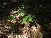 Supervivencia y crecimiento de un árbol nativo maderable bajo diferentes coberturas de dosel en el Bosque Atlántico, Misiones, Argentina