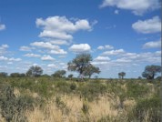 Cambios en el contenido de carbono orgánico del suelo tras el rolado de bosques secos en San Luis (Argentina)