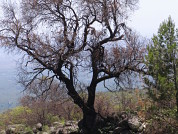 El tamaño de los individuos y el microambiente afectan el daño por fuego y la supervivencia en árboles del Chaco Serrano