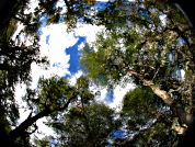 ¿Podremos manejar en forma sostenible nuestros bosques nativos?