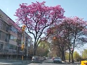 Diversidad de Hemiptera asociada a árboles de ambientes urbanos de la provincia de Jujuy, Argentina