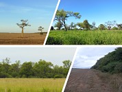 Sistemas agrícolas y silvopastoriles en el Chaco Semiárido. Impactos sobre la productividad primaria