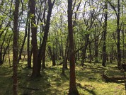 Estructura de los bosques de Gleditsia triacanthos en función de la edad (valle de La Sala, Tucumán, Argentina)