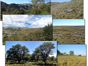 Variación de los caracteres foliares en comunidades vegetales del centro de la Argentina bajo diferentes condiciones climáticas y de uso del suelo