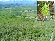 Supervivencia y crecimiento de plantines de ciprés de la cordillera durante siete años en dos sitios contrastantes de Patagonia norte