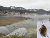 El uso de bioensayos crónicos en Daphnia magna para la evaluación ambiental de un arroyo urbano en Tierra del Fuego (Argentina)