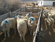 The use of nutritional blocks as a tool for grazing management in extensive sheep husbandry