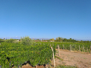 Índice de provisión de hábitat potencial para la biodiversidad de controladores biológicos en un paisaje de interfase urbano rural en Mendoza, Argentina