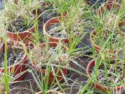 Efectos alelopáticos de plantas de Cynodon dactylon L. en praderas naturales invadidas