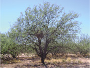 Interactive effects of chronic anthropogenic disturbances on Prosopis woodland structure in the Central Monte, Argentina