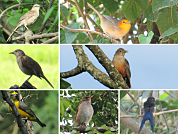 The probability of occurrence of disperser and pollinator birds in urban riparian forests