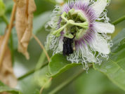 Catálogo polínico de plantas usadas por tres abejorros del género Bombus (Hymenoptera: Apidae) en la Cordillera Oriental de los Andes colombianos