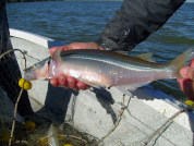 Tolerancia salina y rendimiento pesquero del pejerrey Odontesthes bonariensis (Actinopterygii; Atherinopsidae) en un lago somero de la Argentina