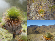 Distribución potencial de la especie Puya raimondii e importancia de las áreas naturales protegidas frente al cambio climático