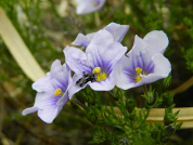 Variación interespecífica de ensambles de polinizadores en Nierembergia (Solanaceae) en relación con la localización geográfica y la variación fenotípica de las flores