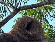 Orientación de nidos de hornero (Furnarius rufus): Efectos de la vegetación, el viento y la radiación solar en el noroeste de la Argentina
