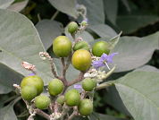 Indirect assessment of seed dispersal effectiveness for Solanum riparium (Solanaceae) based on habitat use and rate of fruit disappearance