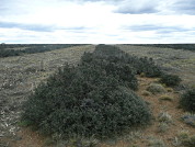 Respuesta de la vegetación al manejo por corte en fajas en un arbustal de Mulguraea tridens en Patagonia sur