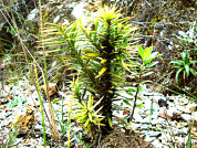 Sobrevivencia y crecimiento de plántulas reforestadas de Podocarpus glomeratus (Podocarpaceae) en diferentes altitudes y micrositios en ecosistemas de pastizales de los Andes bolivianos después de cuatro años