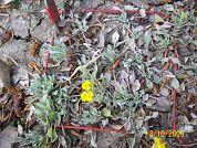 Patrones de reclutamiento en cuatro especies de Physaria (Brassicaceae): implicancias para el mantenimiento de la densidad en poblaciones silvestres y en cultivo