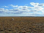 Descomposición y liberación de nutrientes de heces de oveja en un gradiente ambiental en la Patagonia austral