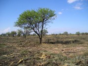 Uso de la tierra y ambiente local de descomposición en el Chaco Semiárido de Córdoba, Argentina