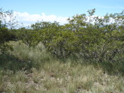 Uso del suelo y estado de conservación de la vegetación leñosa del monte en el noreste patagónico