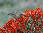 El papel de aves no nectarívoras como polinizadoras de Anarthrophyllum desideratum en la estepa patagónica: una aproximación geográfica