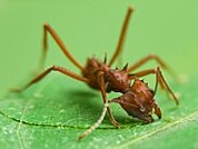 Diversidad de micobiota en diferentes especies de hormigas cortadoras de hojas y sitios de Argentina
