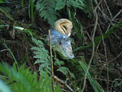 Ecología trófica de la lechuza del campanario (Tyto furcata) en las Yungas del noroeste argentino