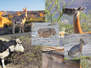 Relaciones tróficas entre mamíferos herbívoros nativos y exóticos del Parque Provincial Ischigualasto (San Juan, Argentina)