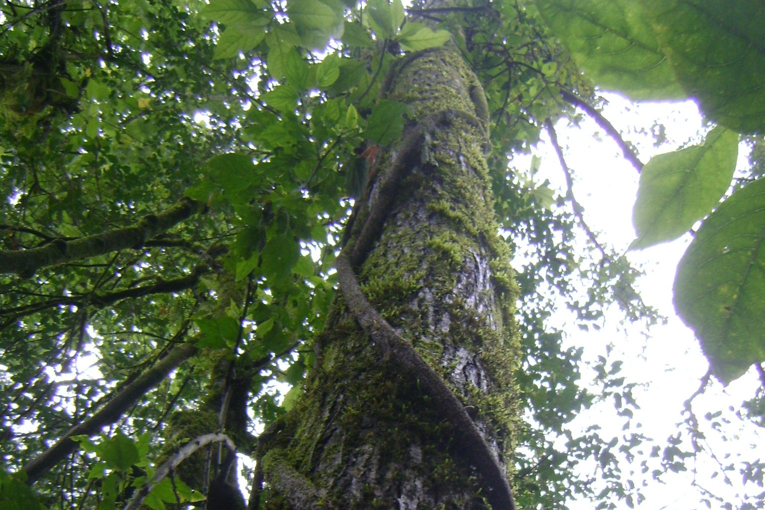 En la sierra de San Javier se presentan bosques invadidos por Ligustrum lucidum, que afecta la biodiversidad nativa. Esta invasora, además de no ser un soporte adecuado de lianas, excluye a las leñosas nativas que las hospedan.