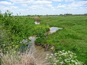 Impacto de la contaminación orgánica sobre el fitoplancton de un arroyo de la llanura pampeana
