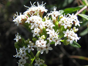 Cambio climático y modelado de distribución de especies de Stevia (Asteraceae) en el noroeste de la Argentina